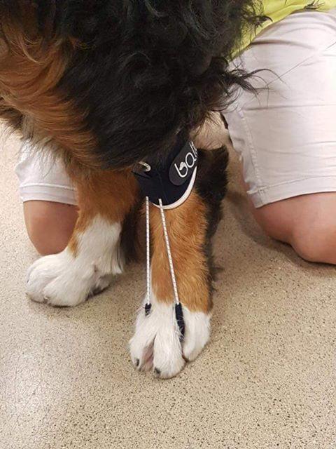 What To Do When Your Dog Is Dragging Or Knuckling Toes In The Hind Legs And Yes It Can Happen Cats Too Alpha Mobility Usa Pet Braces Rehabilitation Physio - Diy Knee Brace For Dogs