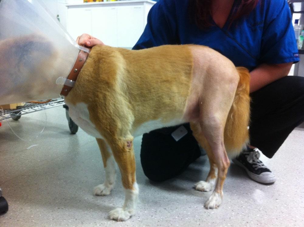 Dog Cruciate Ligament Damage Surgery vs Knee Brace